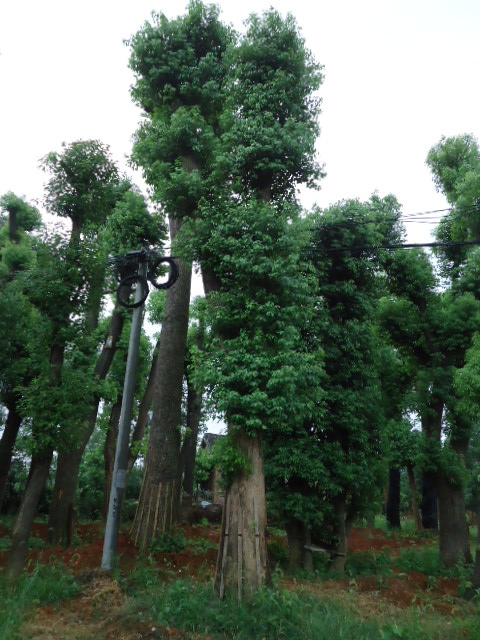 湖南香樟树|湖南香樟价格\香樟+湖南香樟基地