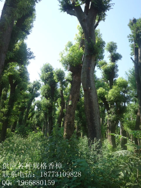 湖南香樟|湖南香樟供用商|湖南香樟树