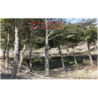福建红豆杉树|福建红豆杉树苗供应 