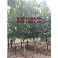 福建楠木批发|宁德楠木批发 