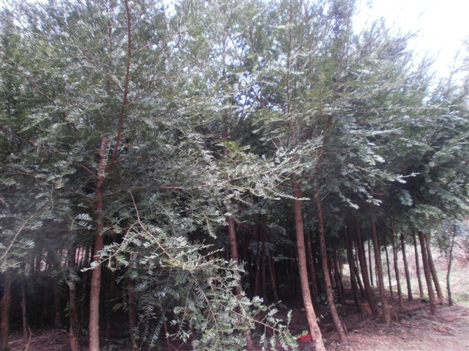 漳平红豆杉价格 福建红豆杉批发 福建红豆杉的价格怎么样？ 