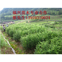 福建红豆杉批发价格