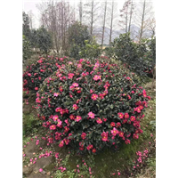 福建茶梅球 