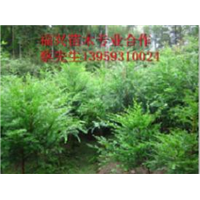 @#宁德红豆杉价格@# 