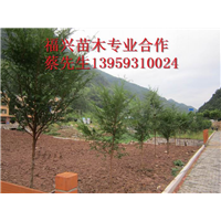 福建红豆杉种植基地    福建红豆杉批发