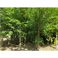 鄂西红豆树|福建红豆杉树 