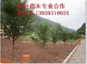 @#福建红豆杉基地@#福建红豆杉价格 