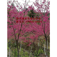 求购福建山樱花 