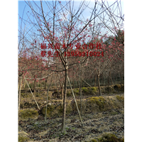 福建山樱花-福建山樱花哪里有卖 