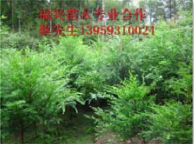 福建红豆杉※宁德红豆杉 