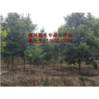 福建楠木|宁德楠木 