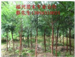 福建红豆杉苗木～福建红豆杉批发价格 