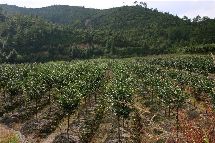 漳平茶花苗▲漳平茶花苗价格☆漳平茶花批发价格★漳平茶花基地 