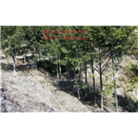 2018福建红豆杉价格 
