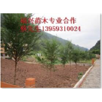 @#福建红豆杉基地@#福建红豆杉价格 