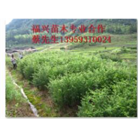 福建红豆杉@#福建红豆杉苗木 