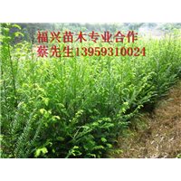 福建红豆杉种植基地    福建红豆杉批发