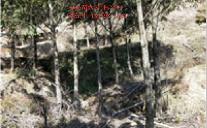2019福建红豆杉价格 