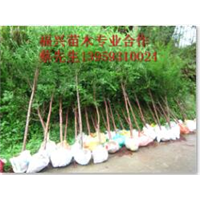 福建红豆杉价格～福建红豆杉批发～福建红豆杉基地 