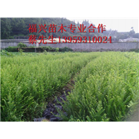 福建红豆杉  福建红豆杉价格