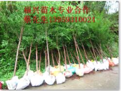 福建红豆杉价格★宁德红豆杉价格▲福建红豆杉小苗01 