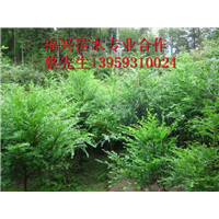 福建红豆杉  福建红豆杉价格