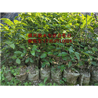 鄂西红豆杉-鄂西红豆树 