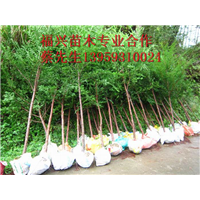 福建红豆杉种植基地    福建红豆杉批发