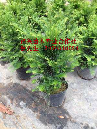 福建红豆杉盆景 