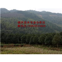 福建八月桂|宁德八月桂 