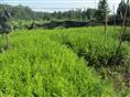 福建红豆杉※漳平红豆杉▲福建红豆杉苗价格↑漳平红豆杉苗价格A 