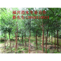 福建红豆杉种植基地    福建红豆杉批发