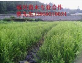 福建红豆杉价格★宁德红豆杉价格▲福建红豆杉小苗02 