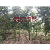 福建楠木价格|宁德楠木价格 
