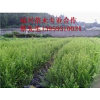 福建红豆杉基地@#宁德红豆杉基地 