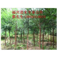 @#宁德红豆杉@#宁德红豆杉苗木 