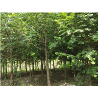 福建红豆杉树苗|福建红豆杉树苗供应 