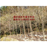 2019福建山樱花批发价格 