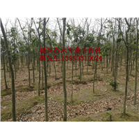 鄂西红豆杉苗-鄂西红豆树苗 