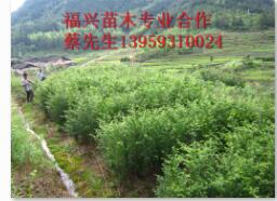 福建红豆杉@#福建红豆杉苗木 