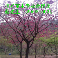 福建山樱花|福建山樱花供应 