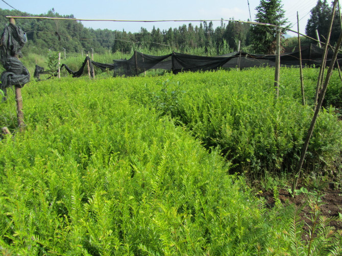 【给力推荐】木荷—【福建南方红豆杉】销量&**【福建红豆杉盆景】 