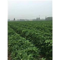 河南辣椒种植基地