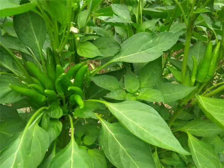 河南辣椒种植基地