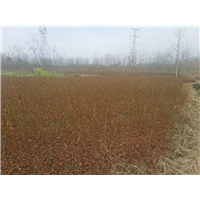 九江枫香易栽种庭院美观用