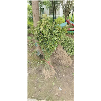 九江园林绿化用枫香基地电话是多少