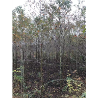 九江别墅观赏用枫香基地位置在哪