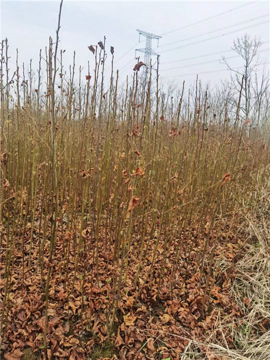 九江园林绿化用枫香出售基地哪家好
