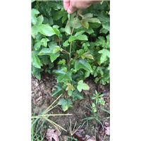 九江植树造林用枫香基地位置在哪