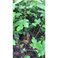 九江植树造林用枫香一株多少钱
